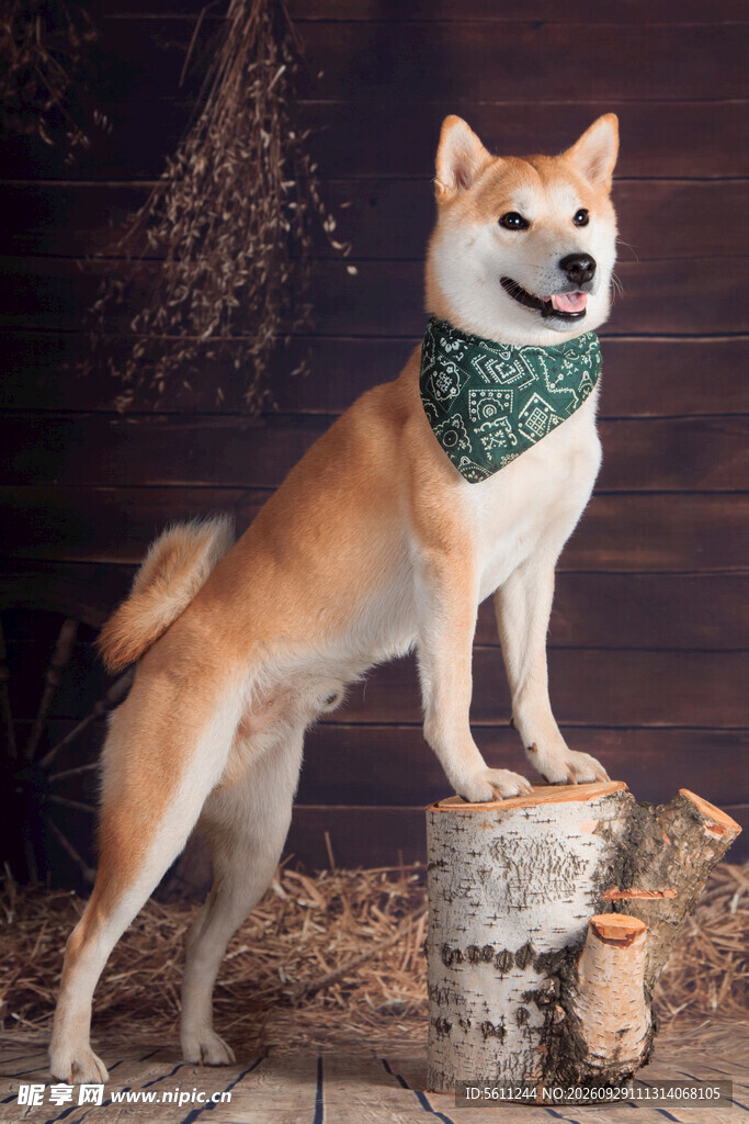 戴围巾的可爱柴犬
