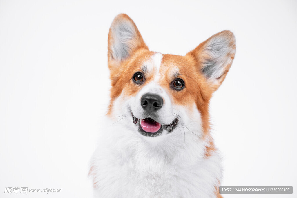 可爱微笑柯基犬