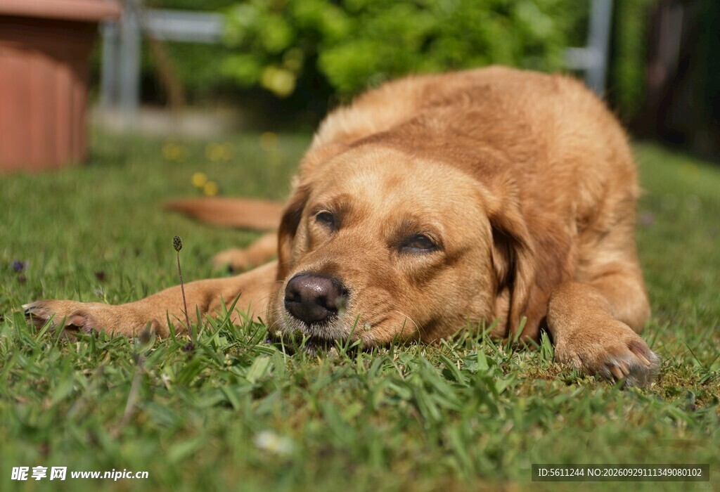 草地上休憩的金毛犬