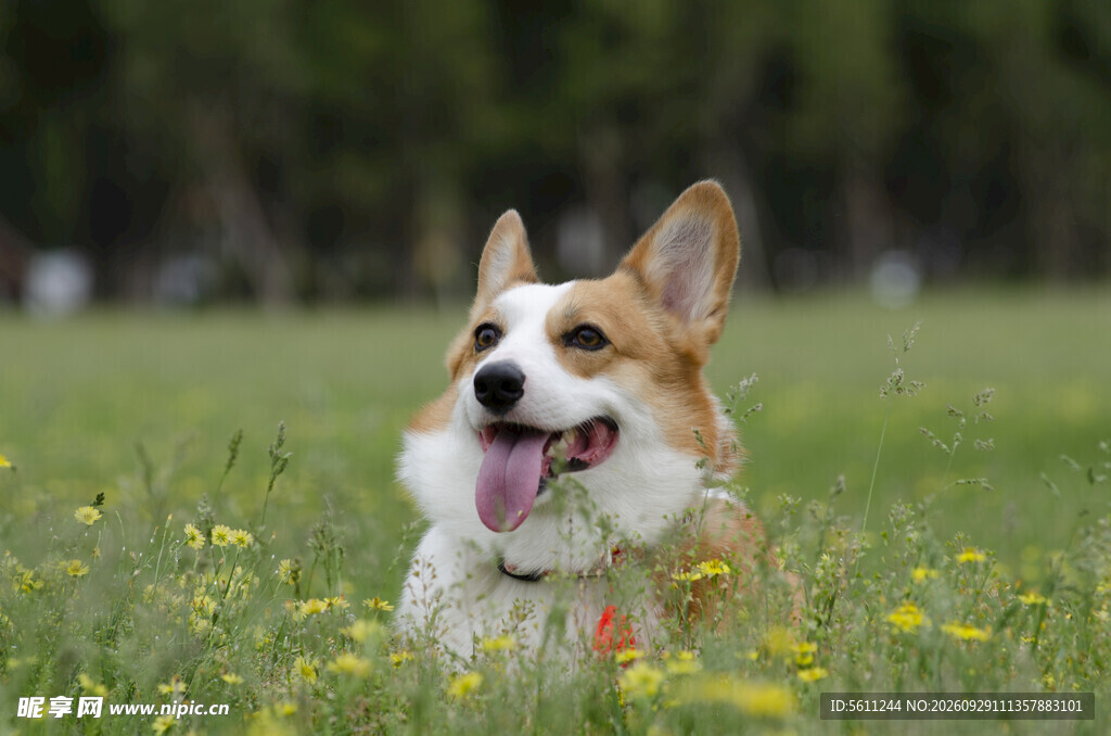 草坪上开心的柯基犬