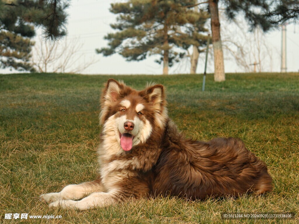 草坪上休憩的阿拉斯加犬