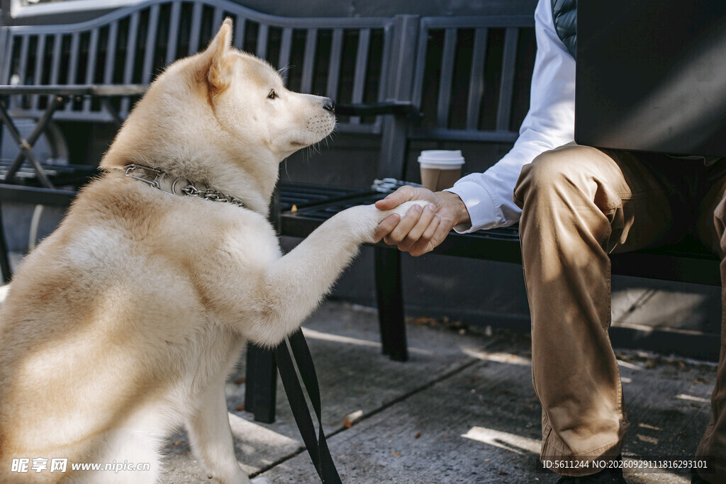 萌犬与人握手互动