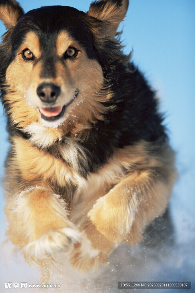 雪中微笑的宠物犬