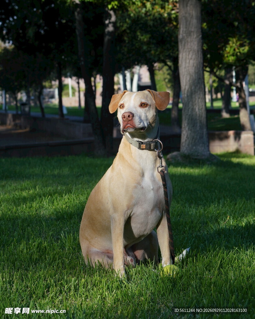 公园草坪上的宠物犬