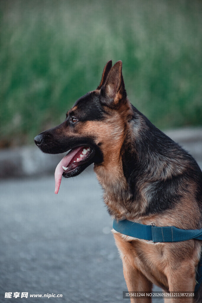 户外德国牧羊犬