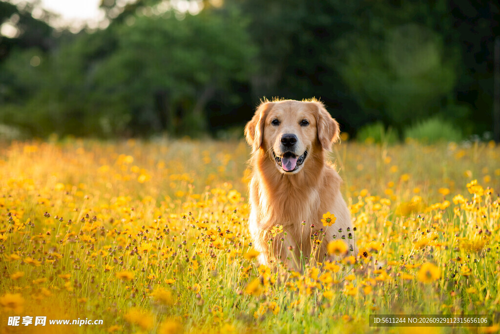 花海中的金毛犬