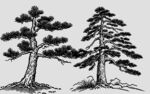 水墨写意双松图