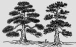 手绘双松树素描素材