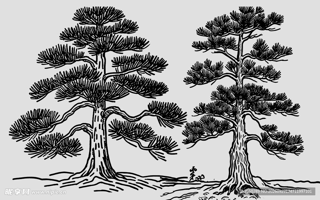 手绘双松树素描素材