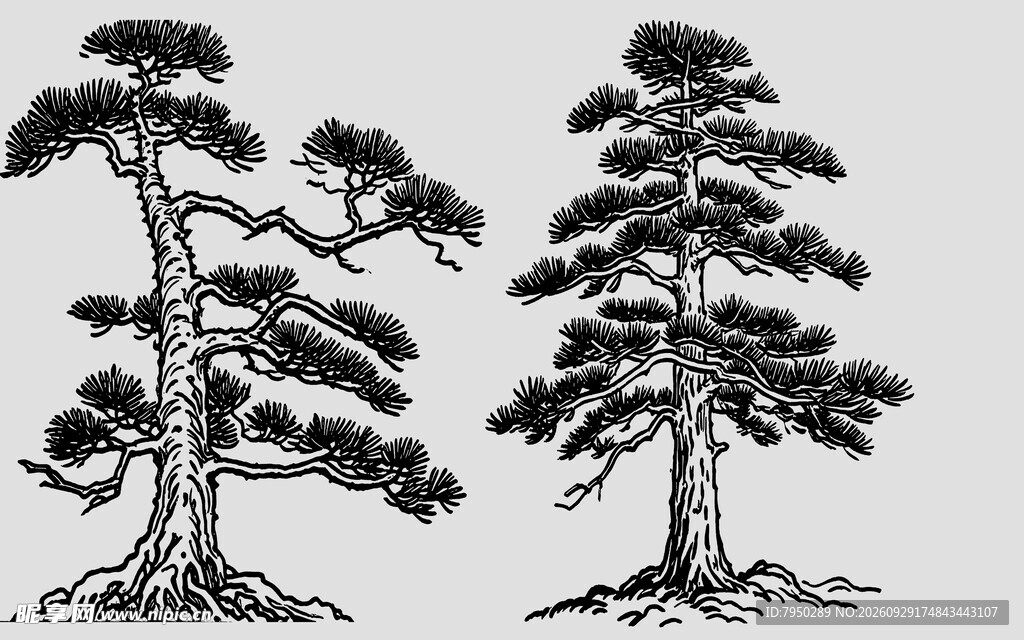 手绘双株古松图案