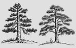 复古手绘松树插画