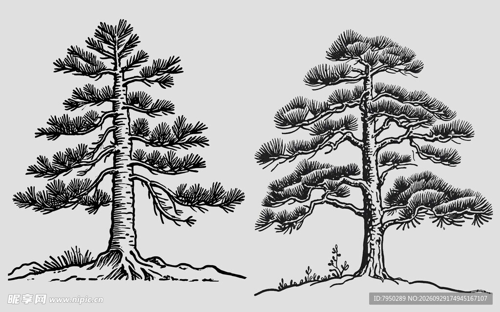 复古手绘松树插画