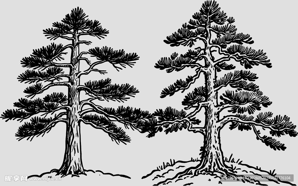 手绘双松素描素材