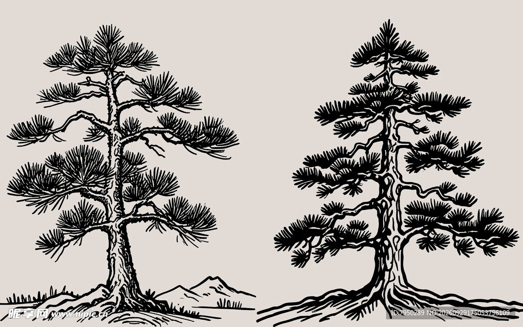 手绘双松素描素材