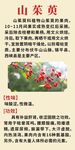 山茱萸中药科普