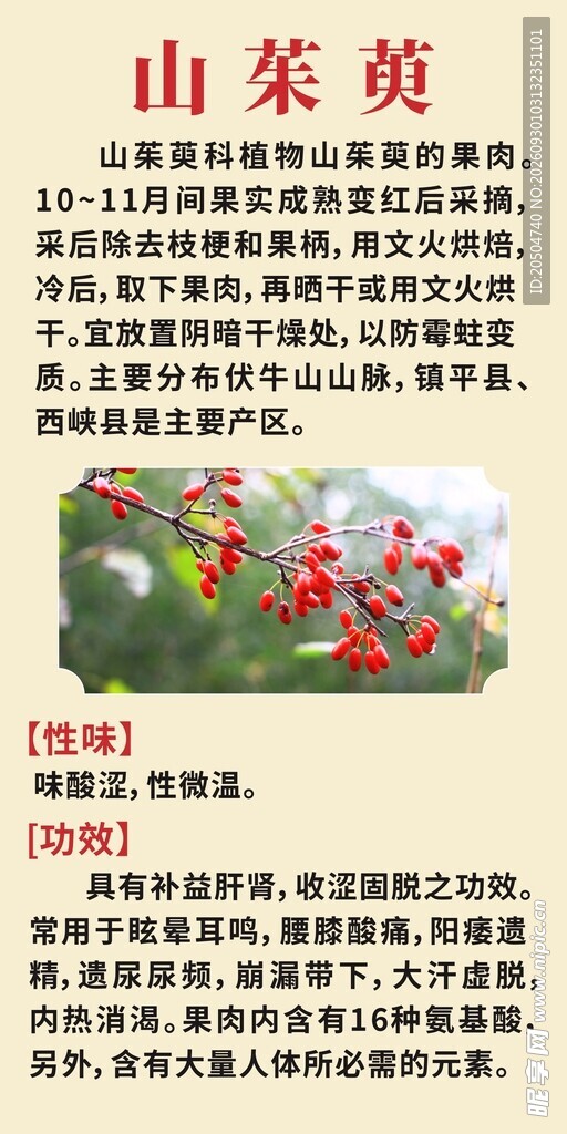 山茱萸中药科普