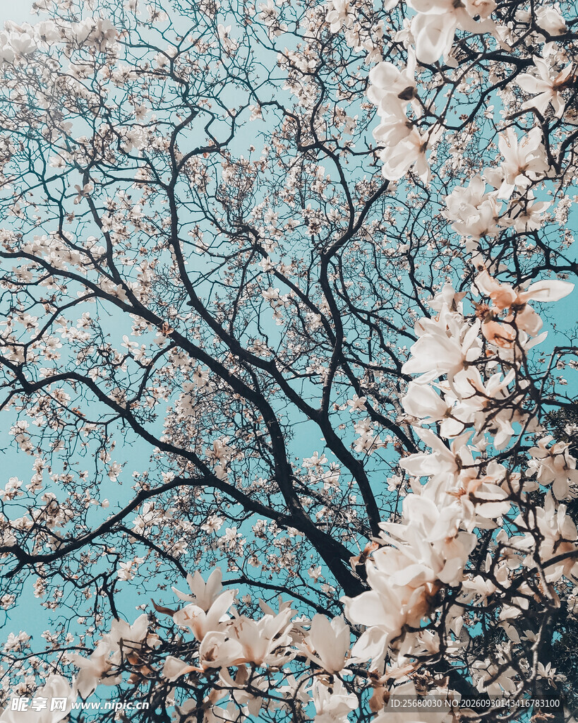 蓝空下的交错枝桠