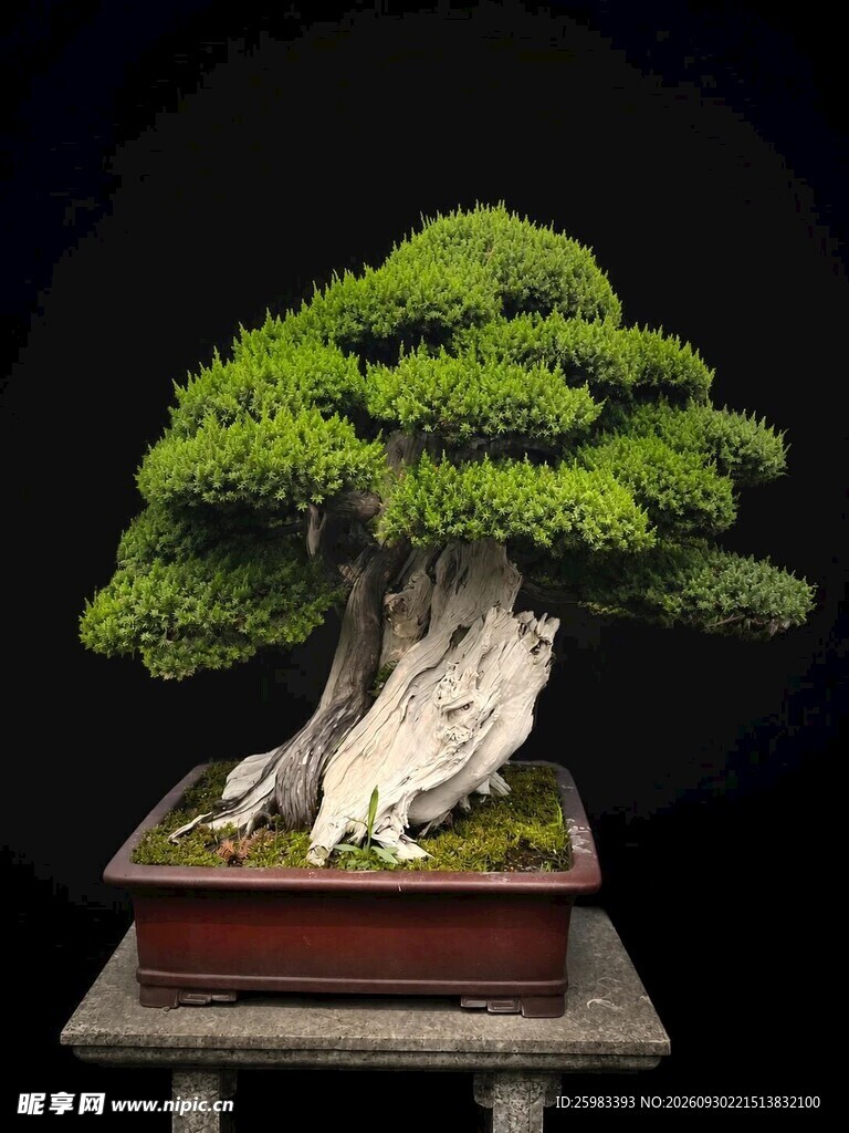 盆景