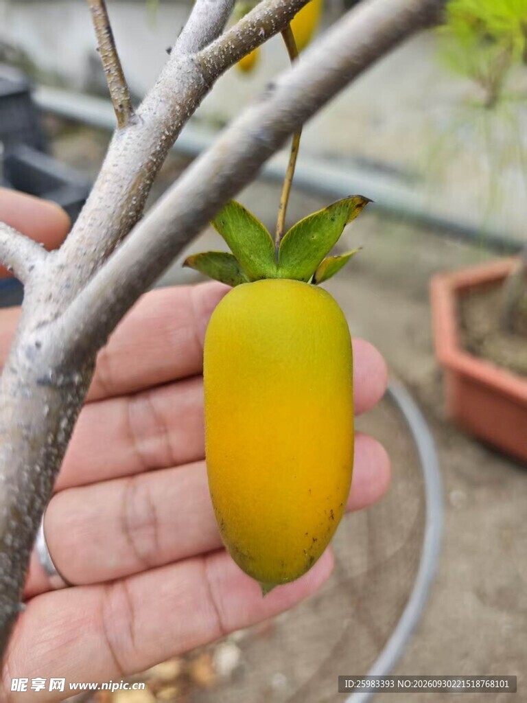 老鸦柿