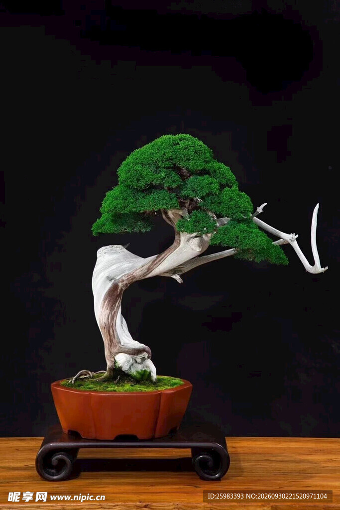 盆景
