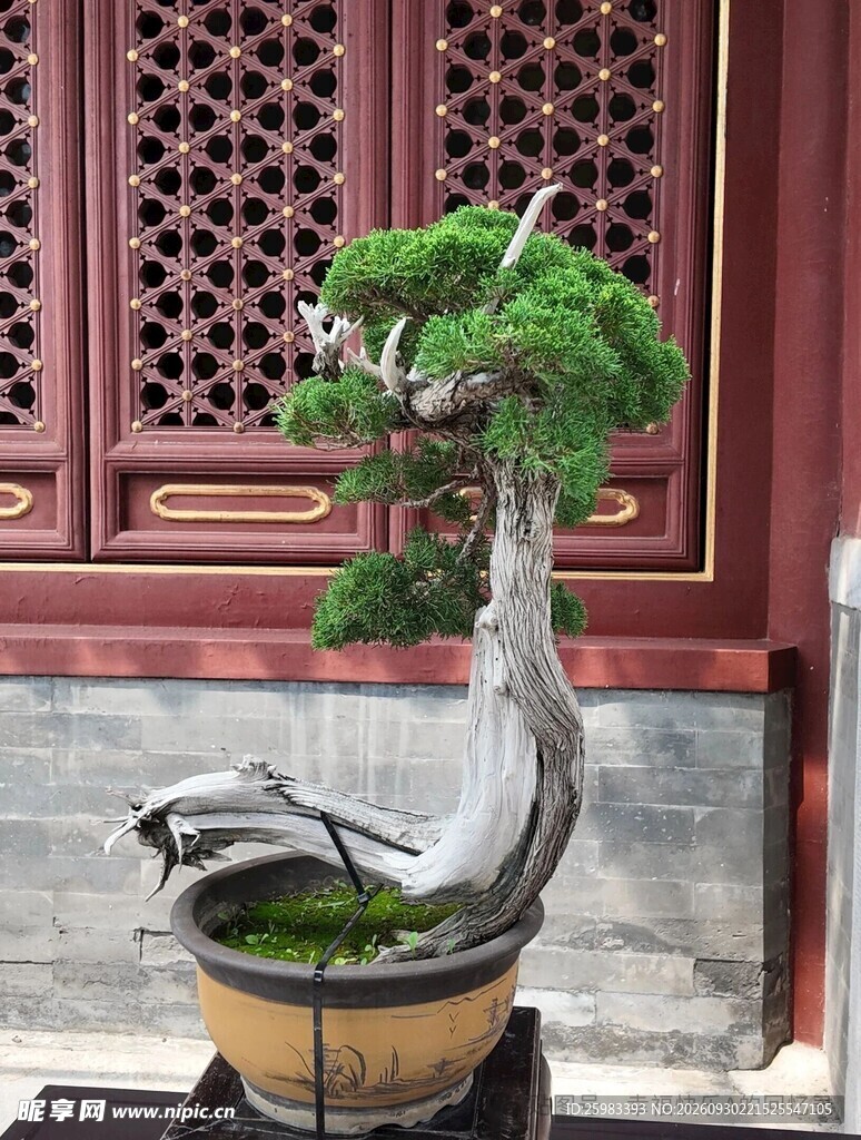 盆景
