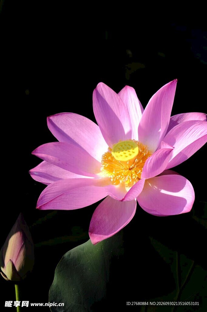 荷花