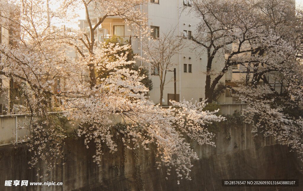 春日河畔樱花美景