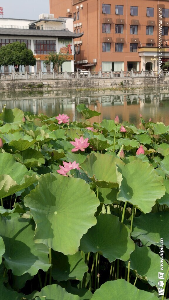 夏日荷塘风光