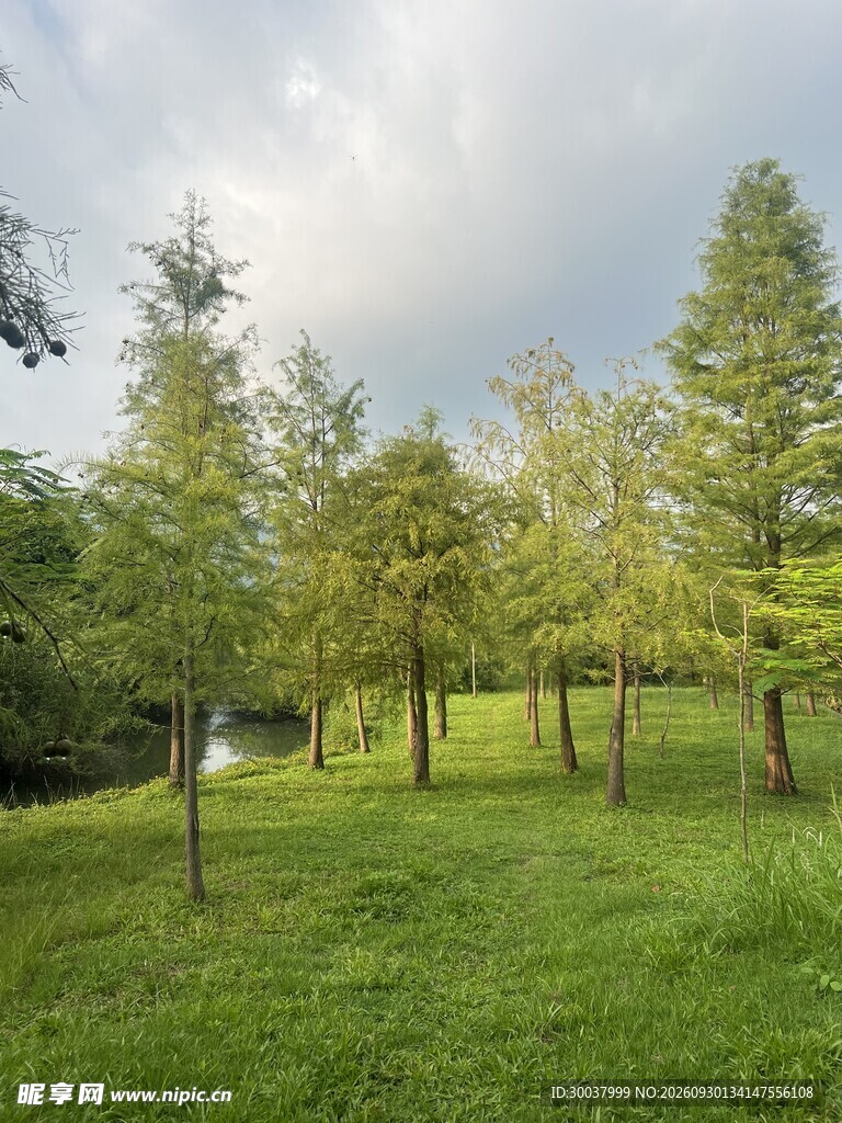 水杉林夏日风光