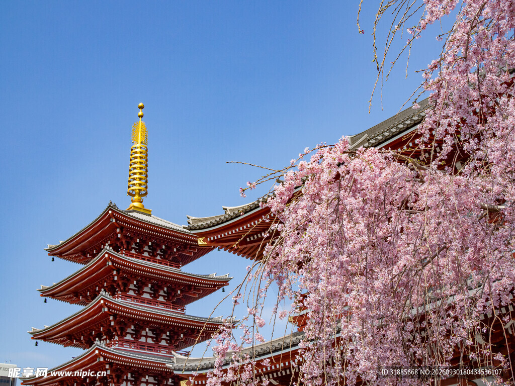 樱花映衬五重塔美景