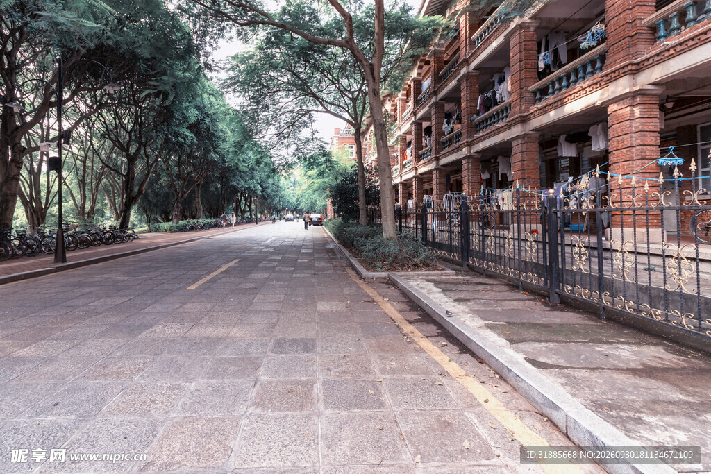 校园林荫道街景