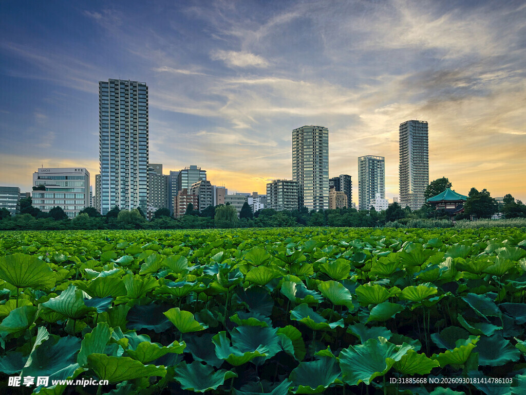 荷塘边城市黄昏风景