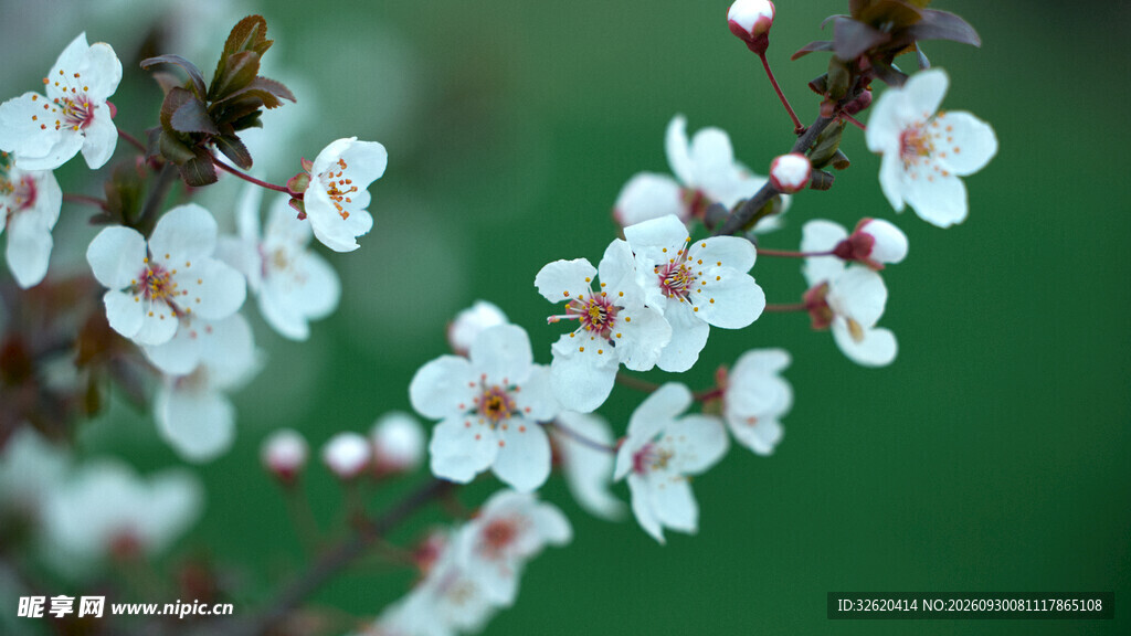 柔焦春日白花枝