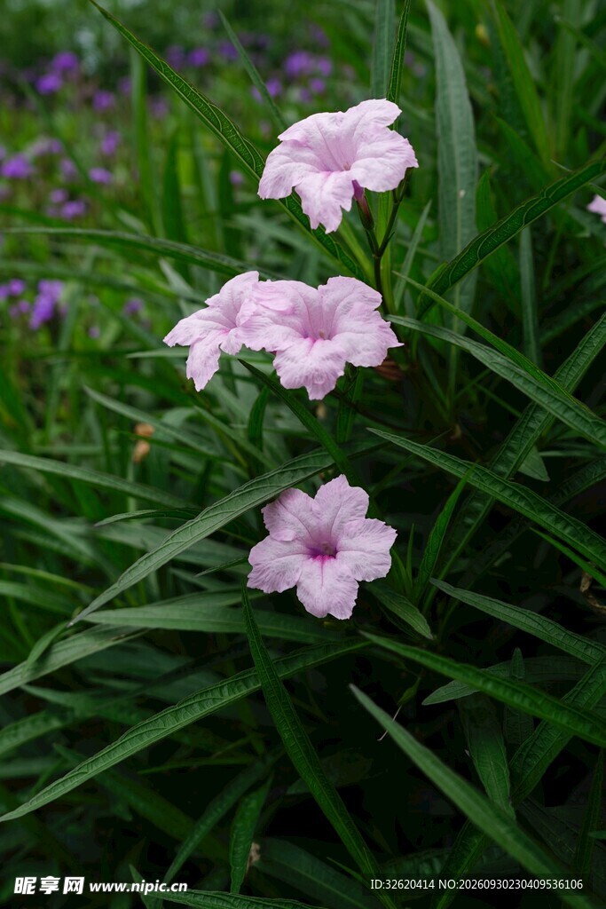 翠芦莉