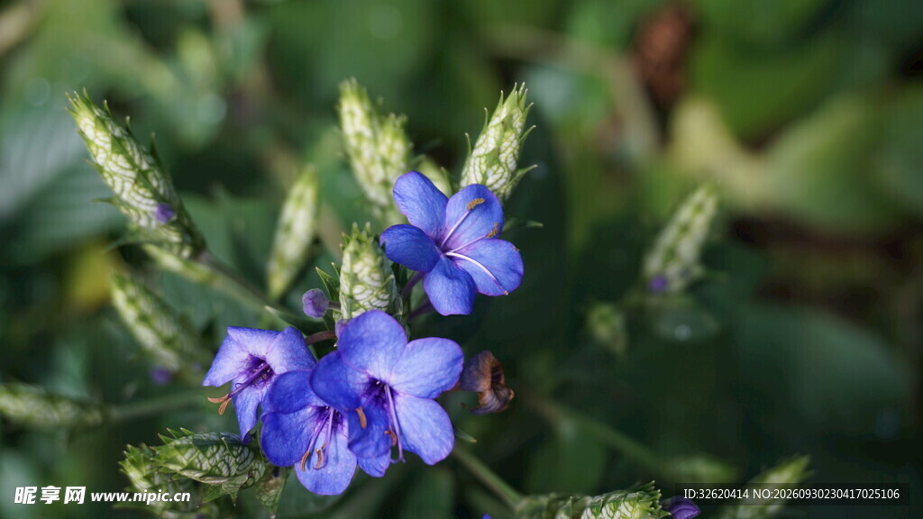 蓝紫色小花
