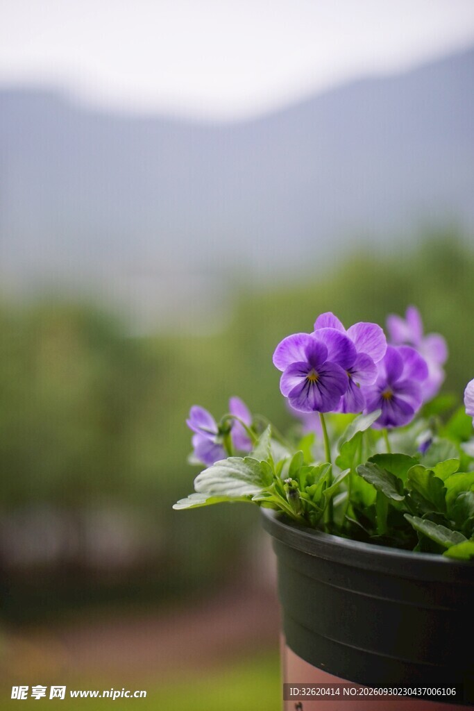 盆栽紫色小花