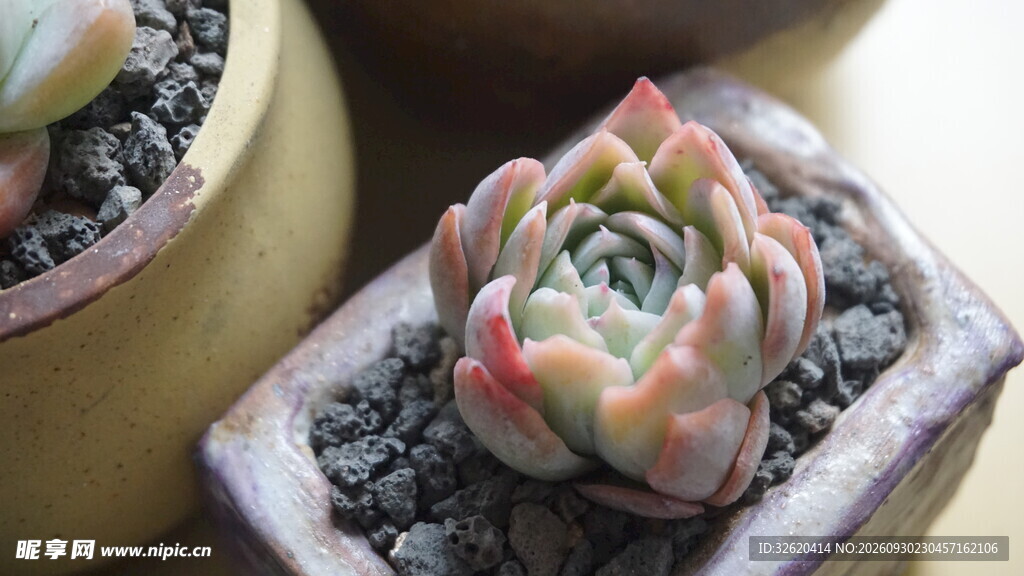 多肉小盆栽