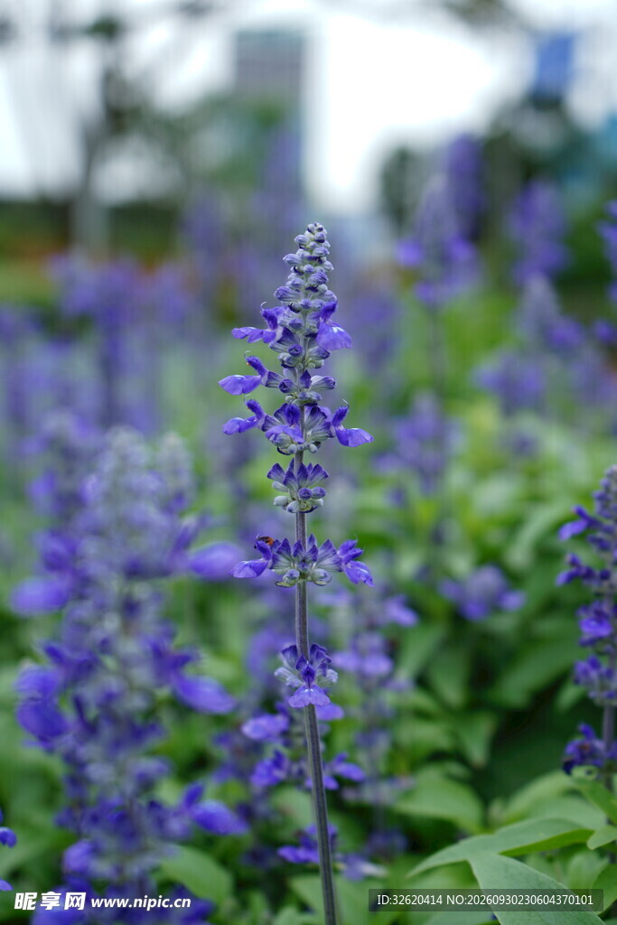 鼠尾草