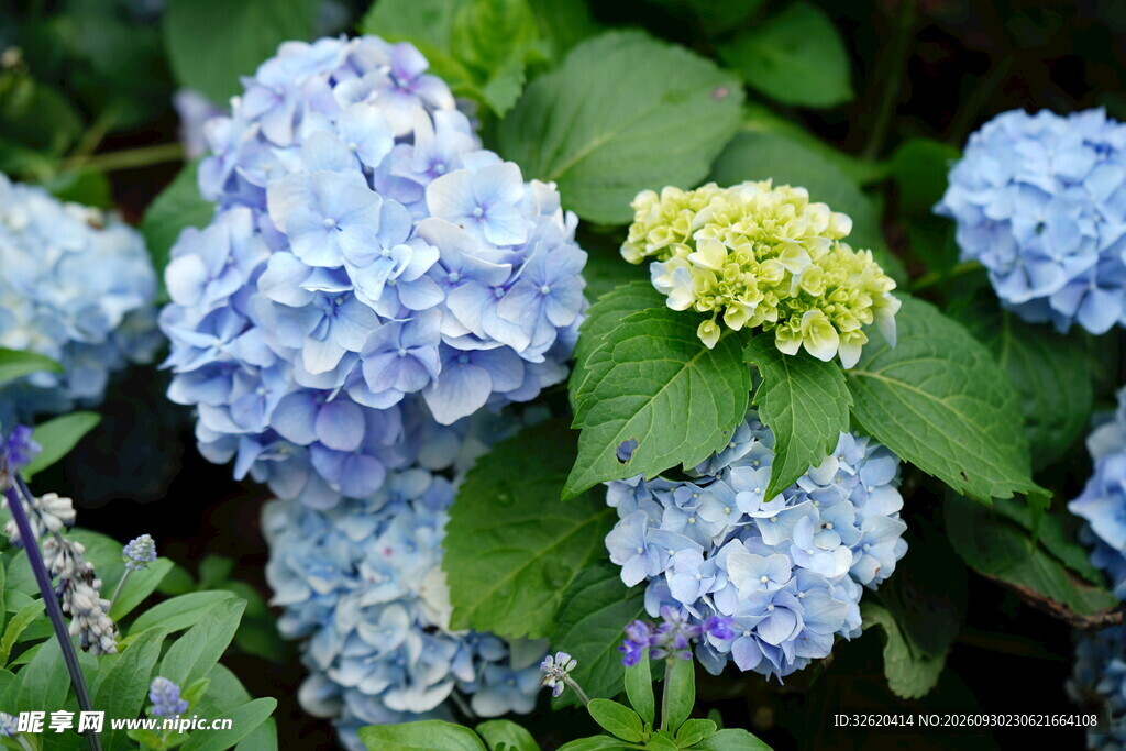 绣球花