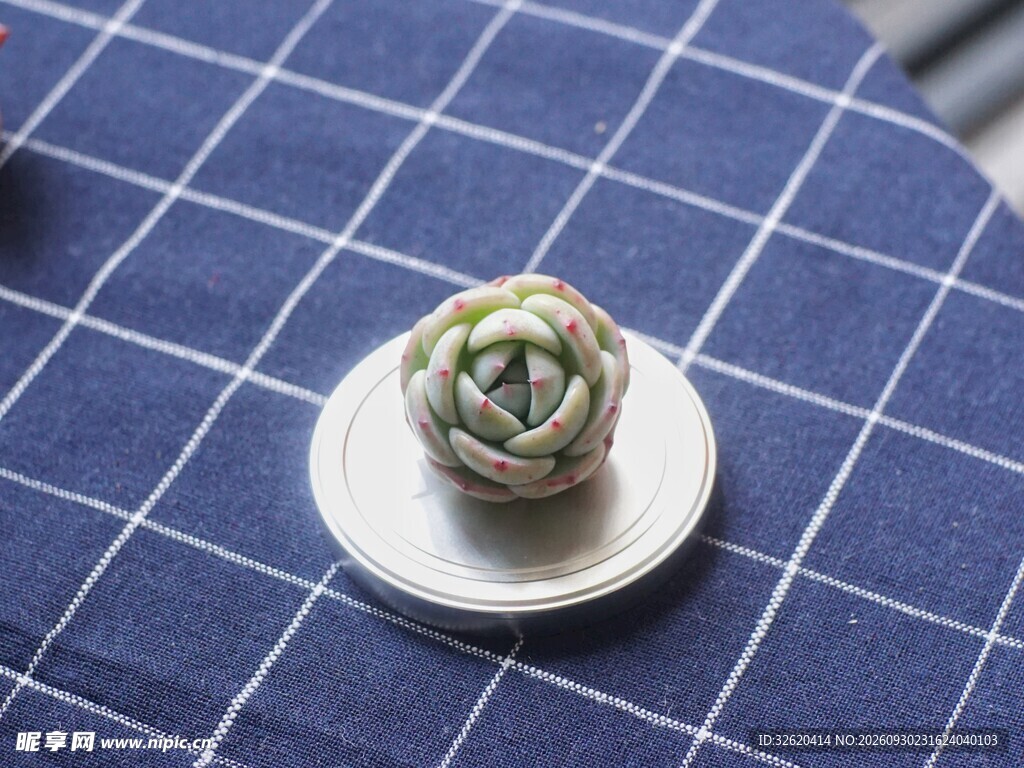 多肉植物