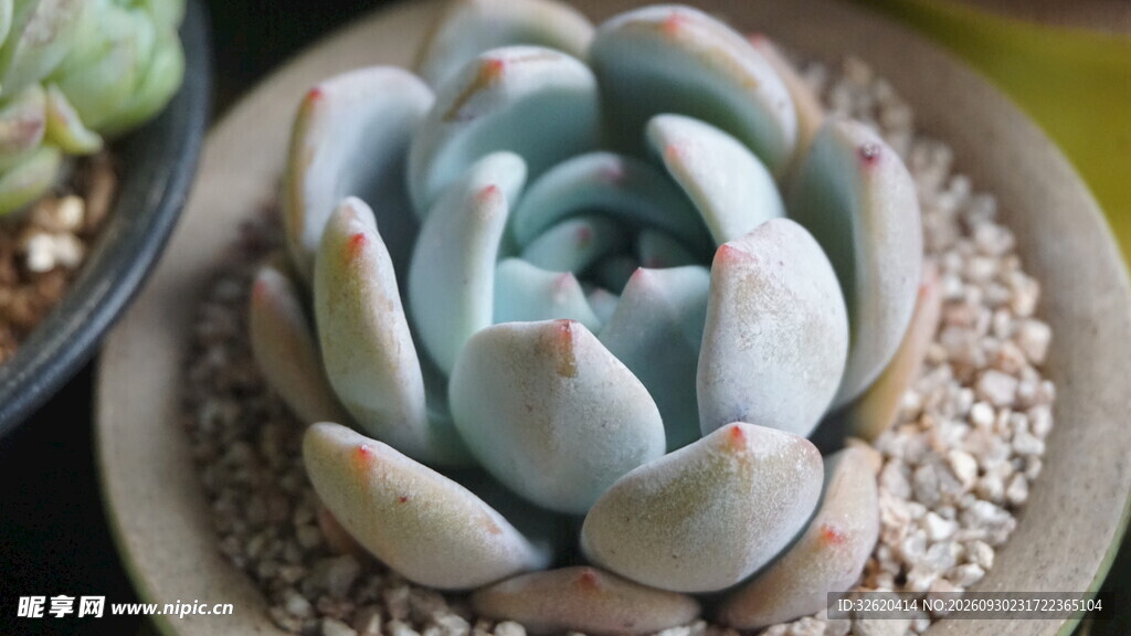 多肉盆栽