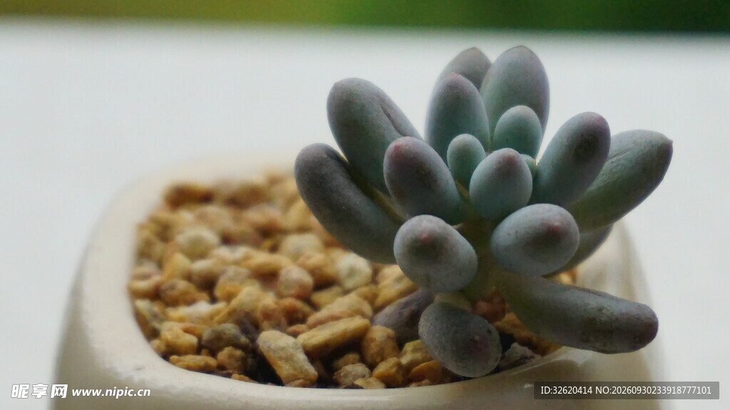 多肉小盆栽