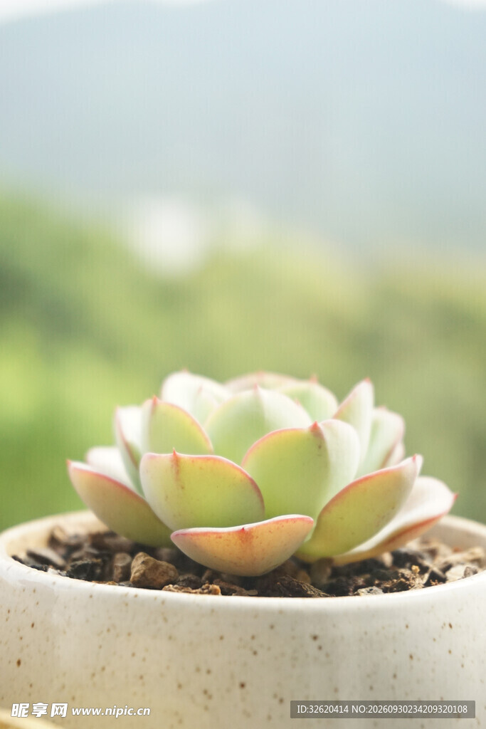 多肉小盆栽