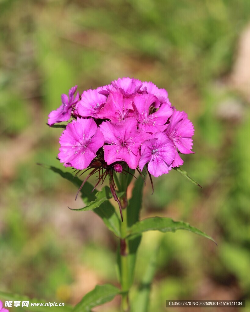玫红石竹花特写