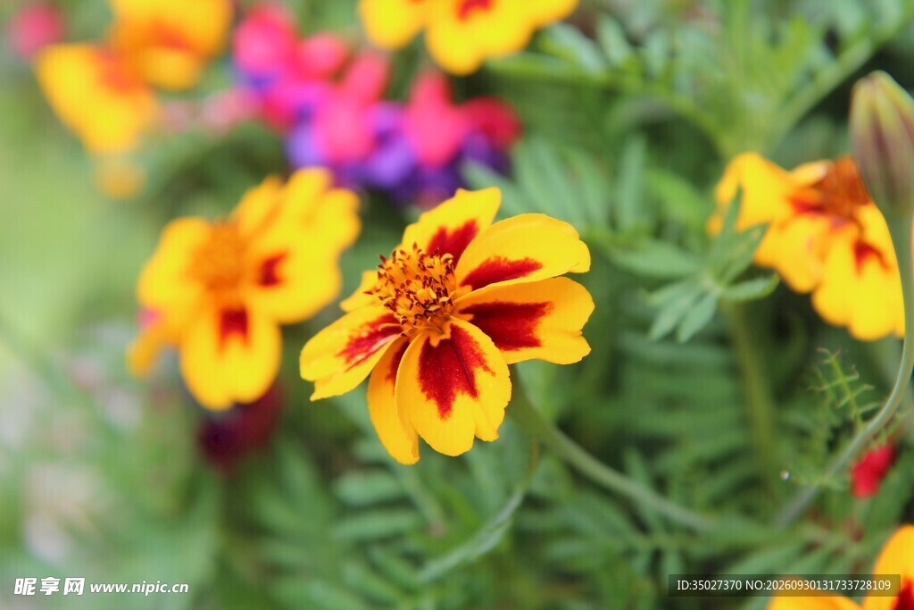 黄红相间观赏花卉