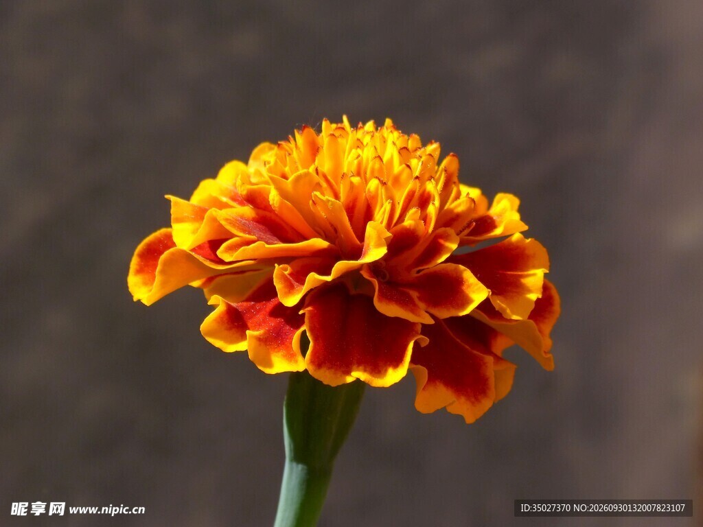 万寿菊单花特写