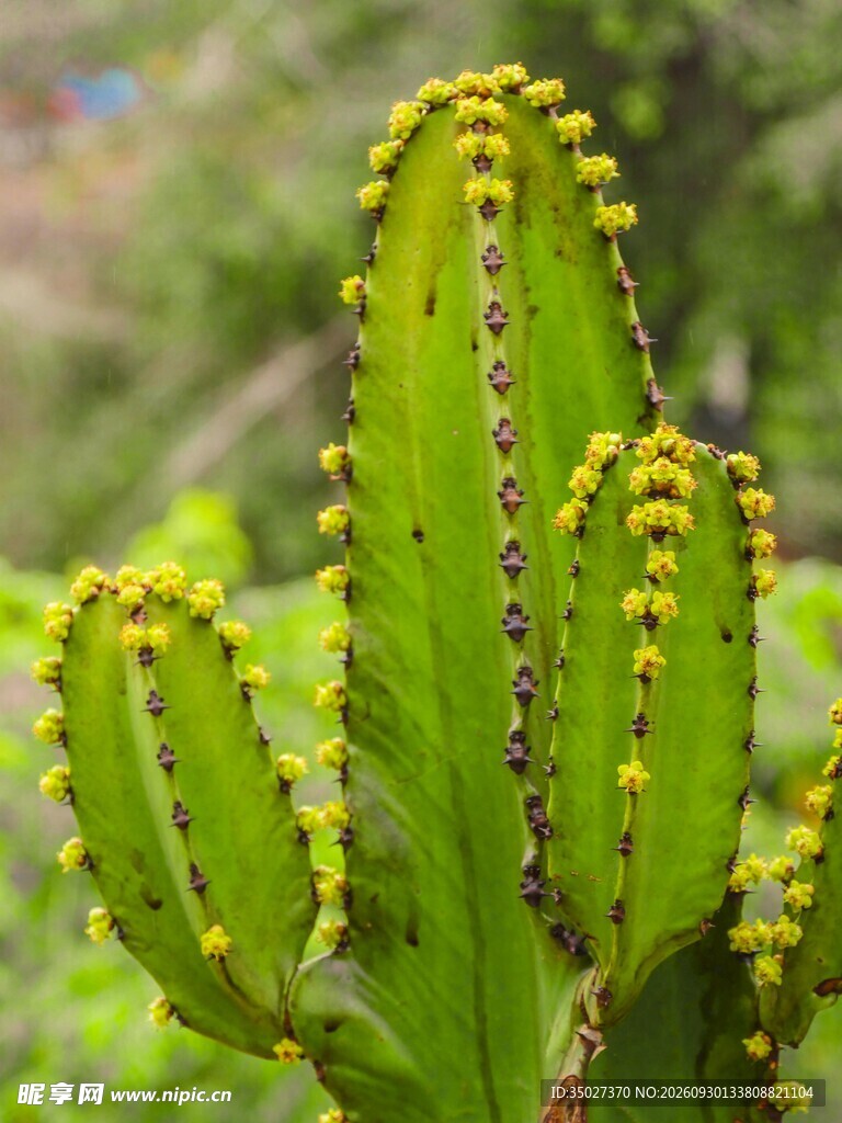 仙人掌绿植特写