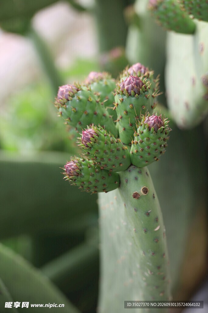 仙人掌花苞特写