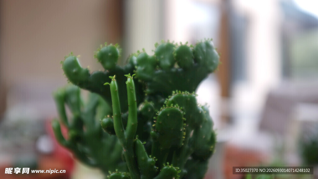 虚化绿植盆栽特写