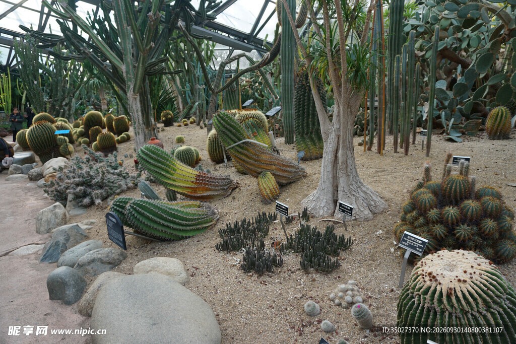 温室沙生植物展区